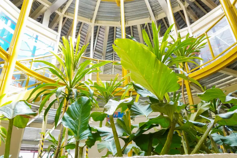  <div class='credito_fotos'>Foto: Augusto Miranda / Ag. Pará &nbsp;&nbsp;|&nbsp;&nbsp; <a href='/midias/2025/originais/20250723124914-GF00024280-F00425072.jpg' download><i class='fa-solid fa-download'></i> Download</a></div>