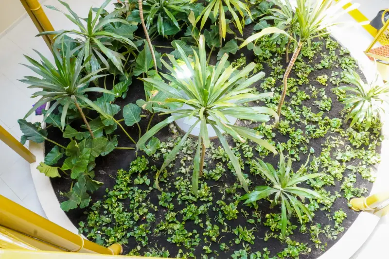  <div class='credito_fotos'>Foto: Augusto Miranda / Ag. Pará &nbsp;&nbsp;|&nbsp;&nbsp; <a href='/midias/2025/originais/20250723124917-GF00024280-F00425073.jpg' download><i class='fa-solid fa-download'></i> Download</a></div>