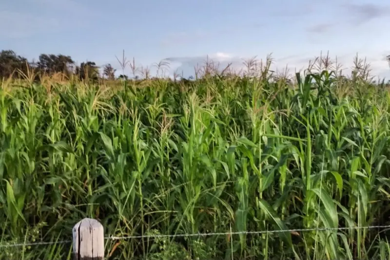 O VBP reflete o desempenho das lavouras (permanentes e temporárias) e da pecuária ao longo do ano.O milho está entre os destaques. 