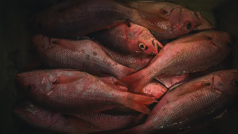  <div class='credito_fotos'>Foto: Bruno Cruz / Ag. Pará &nbsp;&nbsp;|&nbsp;&nbsp; <a href='/midias/2025/originais/20250724134029-GF00024296-F00425521.jpg' download><i class='fa-solid fa-download'></i> Download</a></div>