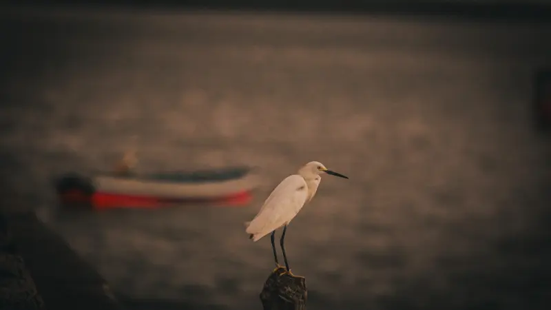  <div class='credito_fotos'>Foto: Bruno Cruz / Ag. Pará &nbsp;&nbsp;|&nbsp;&nbsp; <a href='/midias/2025/originais/20250724134034-GF00024296-F00425523.jpg' download><i class='fa-solid fa-download'></i> Download</a></div>