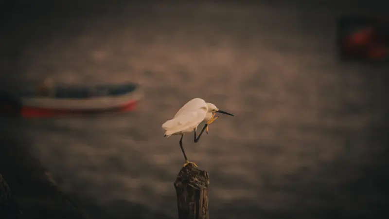  <div class='credito_fotos'>Foto: Bruno Cruz / Ag. Pará &nbsp;&nbsp;|&nbsp;&nbsp; <a href='/midias/2025/originais/20250724134037-GF00024296-F00425524.jpg' download><i class='fa-solid fa-download'></i> Download</a></div>