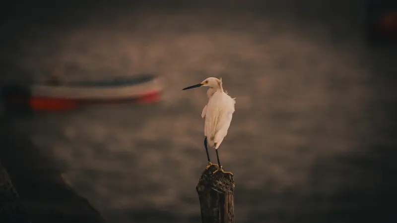  <div class='credito_fotos'>Foto: Bruno Cruz / Ag. Pará &nbsp;&nbsp;|&nbsp;&nbsp; <a href='/midias/2025/originais/20250724134039-GF00024296-F00425525.jpg' download><i class='fa-solid fa-download'></i> Download</a></div>