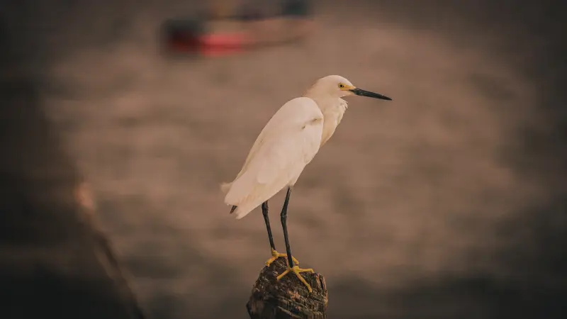  <div class='credito_fotos'>Foto: Bruno Cruz / Ag. Pará &nbsp;&nbsp;|&nbsp;&nbsp; <a href='/midias/2025/originais/20250724134044-GF00024296-F00425528.jpg' download><i class='fa-solid fa-download'></i> Download</a></div>