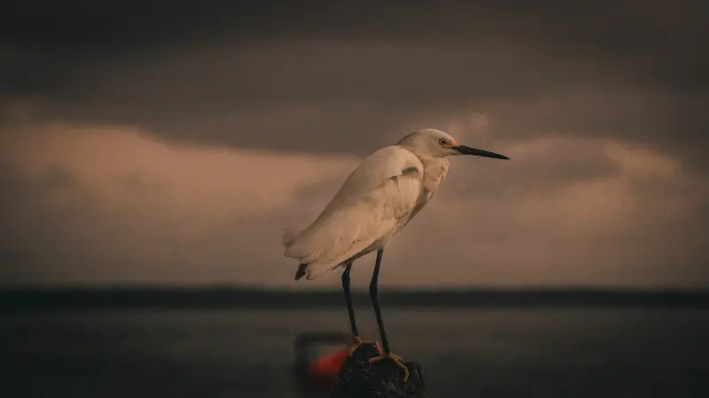 <div class='credito_fotos'>Foto: Bruno Cruz / Ag. Pará &nbsp;&nbsp;|&nbsp;&nbsp; <a href='/midias/2025/originais/20250724134046-GF00024296-F00425529.jpg' download><i class='fa-solid fa-download'></i> Download</a></div>