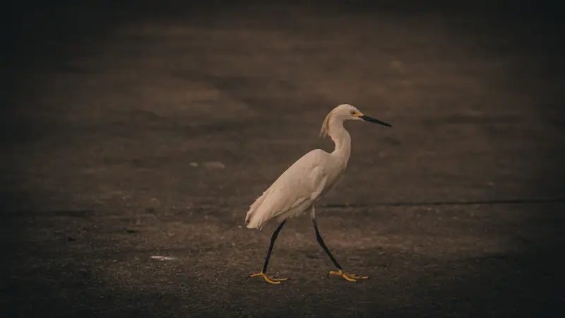  <div class='credito_fotos'>Foto: Bruno Cruz / Ag. Pará &nbsp;&nbsp;|&nbsp;&nbsp; <a href='/midias/2025/originais/20250724134048-GF00024296-F00425530.jpg' download><i class='fa-solid fa-download'></i> Download</a></div>