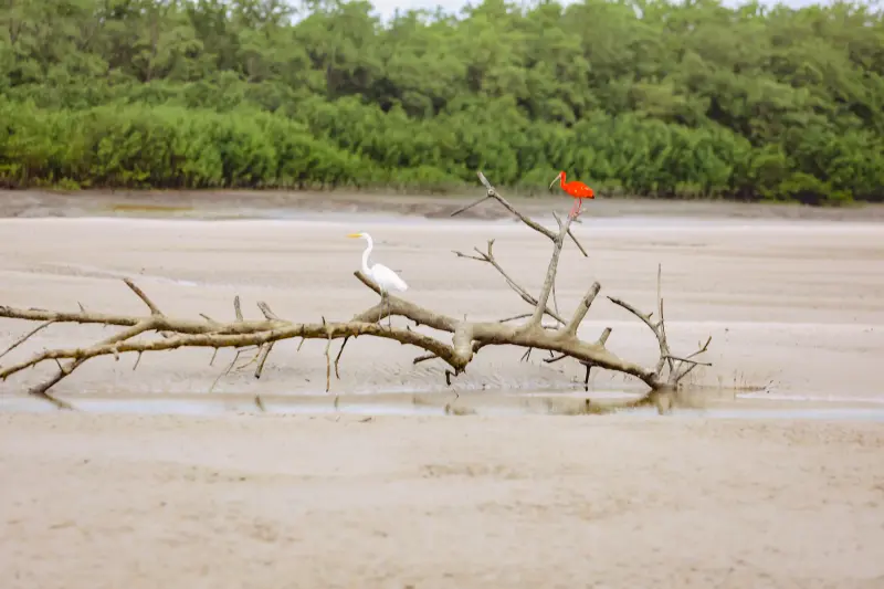  <div class='credito_fotos'>Foto: Bruno Cruz / Ag. Pará &nbsp;&nbsp;|&nbsp;&nbsp; <a href='/midias/2025/originais/20250725115952-GF00024296-F00425902.jpg' download><i class='fa-solid fa-download'></i> Download</a></div>