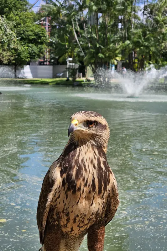 Gavião-caboclo será a atração "Momento Ecozoo"