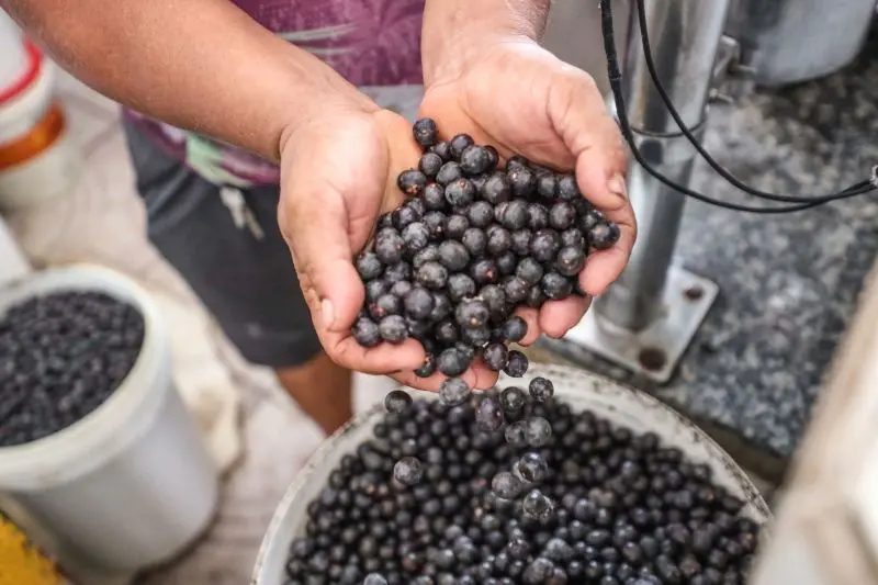Instituições públicas do Estado e do Município e da esfera federal se uniram ao MP com a finalidade de garantir a segurança do açaí ofertado ao consumidor