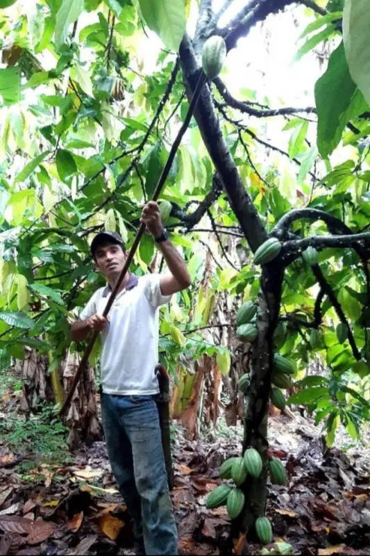 João Rios, do Tuerê, está entre os premiados e cultivou a amêndoa utilizada no chocolate que  o bronze