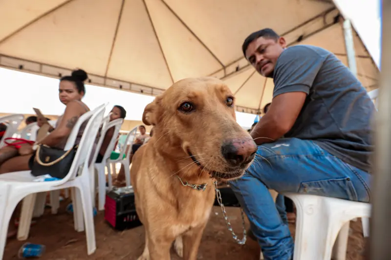  <div class='credito_fotos'>Foto: Pedro Guerreiro / Ag. Pará &nbsp;&nbsp;|&nbsp;&nbsp; <a href='/midias/2025/originais/20250823125456-GF00024593-F00434501.jpg' download><i class='fa-solid fa-download'></i> Download</a></div>