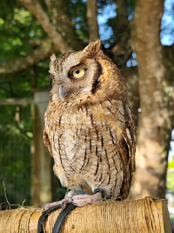 Clocktilde, Corujinha-relógio (Megascops usta)