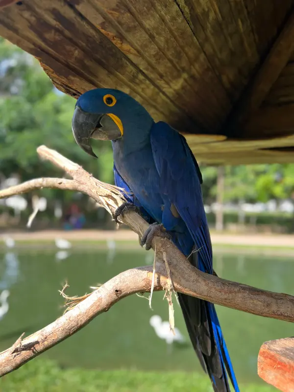 Elsa a Arara-azul-grande (Anodorhynchus hyacinthinus)