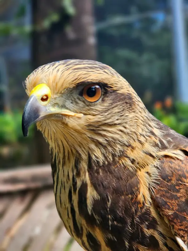 Apuí, Gavião-caboclo (Heterospizias meridionalis)