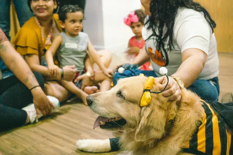 O pequeno Ravi observa e interage com os cães