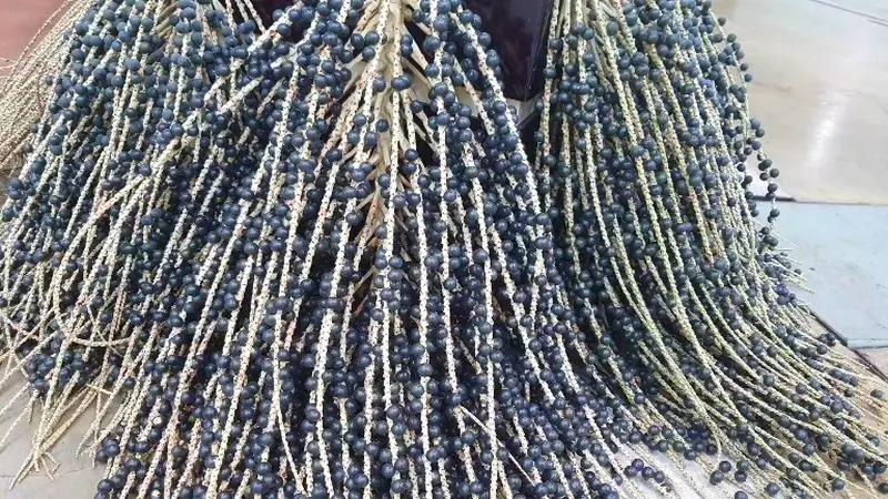 O açaí aparece entre as culturas destaques do Pará conforme reafirma a pesquisa do IBGE