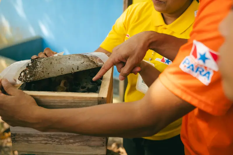 Meliponário promove a participação de usuários e colaboradores em atividades educativas, proporcionando aprendizado sobre a importância das abelhas para o ecossistema