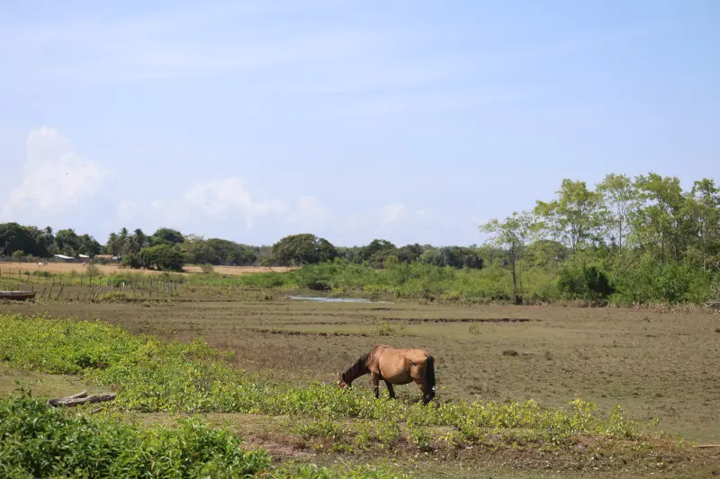 <div class='credito_fotos'>Foto: Bruno Cruz / Ag. Pará &nbsp;&nbsp;|&nbsp;&nbsp; <a href='/midias/2025/originais/20251014132940-GF00025167-F00455097.jpg' download><i class='fa-solid fa-download'></i> Download</a></div>
