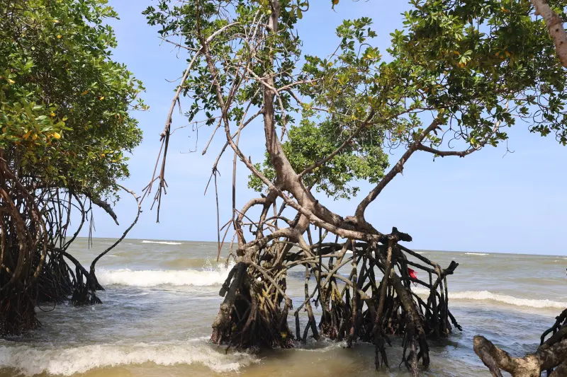  <div class='credito_fotos'>Foto: Bruno Cruz / Ag. Pará &nbsp;&nbsp;|&nbsp;&nbsp; <a href='/midias/2025/originais/20251014132954-GF00025167-F00455099.jpg' download><i class='fa-solid fa-download'></i> Download</a></div>