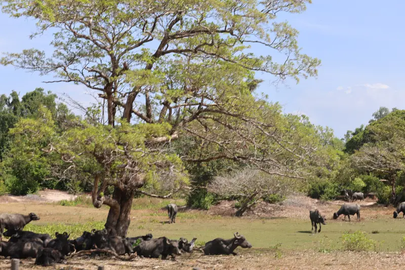  <div class='credito_fotos'>Foto: Bruno Cruz / Ag. Pará &nbsp;&nbsp;|&nbsp;&nbsp; <a href='/midias/2025/originais/20251014133016-GF00025167-F00455103.jpg' download><i class='fa-solid fa-download'></i> Download</a></div>