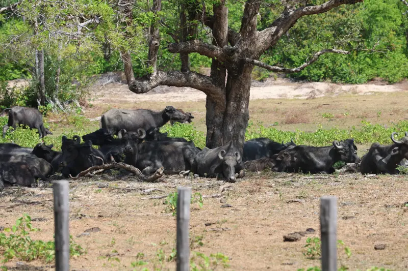  <div class='credito_fotos'>Foto: Bruno Cruz / Ag. Pará &nbsp;&nbsp;|&nbsp;&nbsp; <a href='/midias/2025/originais/20251014133035-GF00025167-F00455105.jpg' download><i class='fa-solid fa-download'></i> Download</a></div>