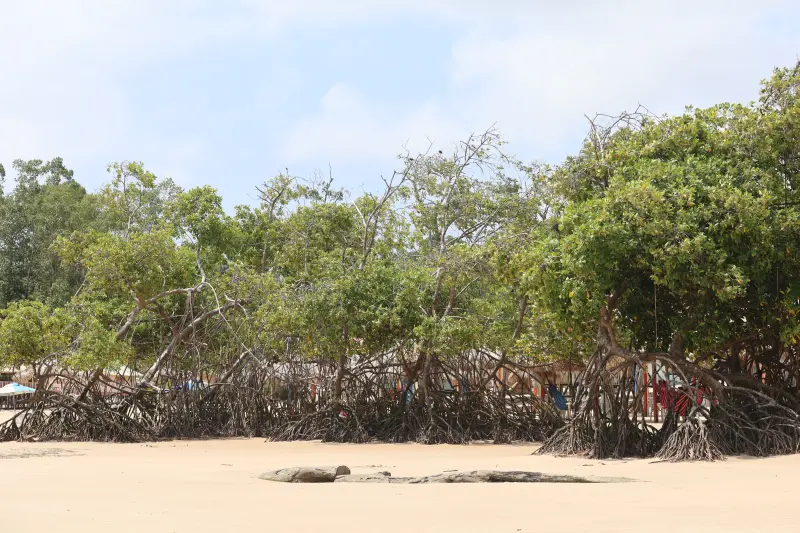  <div class='credito_fotos'>Foto: Bruno Cruz / Ag. Pará &nbsp;&nbsp;|&nbsp;&nbsp; <a href='/midias/2025/originais/20251014133155-GF00025167-F00455135.jpg' download><i class='fa-solid fa-download'></i> Download</a></div>