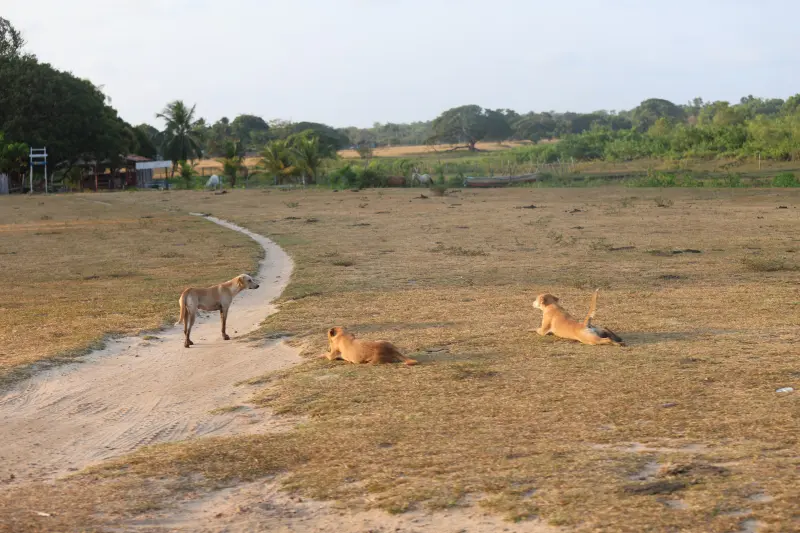  <div class='credito_fotos'>Foto: Bruno Cruz / Ag. Pará &nbsp;&nbsp;|&nbsp;&nbsp; <a href='/midias/2025/originais/20251014133211-GF00025167-F00455142.jpg' download><i class='fa-solid fa-download'></i> Download</a></div>