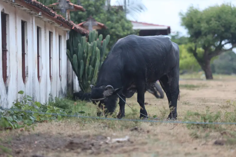  <div class='credito_fotos'>Foto: Bruno Cruz / Ag. Pará &nbsp;&nbsp;|&nbsp;&nbsp; <a href='/midias/2025/originais/20251014133228-GF00025167-F00455152.jpg' download><i class='fa-solid fa-download'></i> Download</a></div>