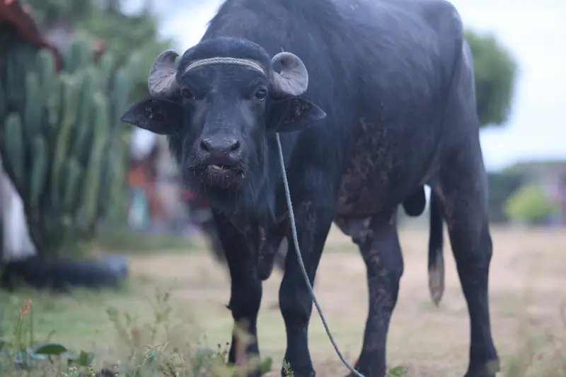  <div class='credito_fotos'>Foto: Bruno Cruz / Ag. Pará &nbsp;&nbsp;|&nbsp;&nbsp; <a href='/midias/2025/originais/20251014133230-GF00025167-F00455153.jpg' download><i class='fa-solid fa-download'></i> Download</a></div>