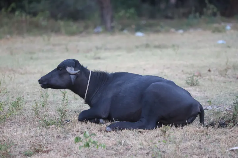  <div class='credito_fotos'>Foto: Bruno Cruz / Ag. Pará &nbsp;&nbsp;|&nbsp;&nbsp; <a href='/midias/2025/originais/20251014133233-GF00025167-F00455155.jpg' download><i class='fa-solid fa-download'></i> Download</a></div>