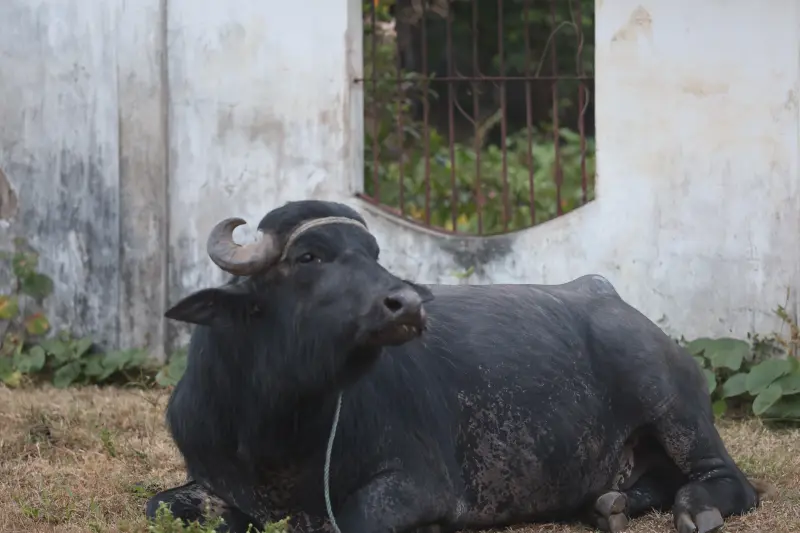  <div class='credito_fotos'>Foto: Bruno Cruz / Ag. Pará &nbsp;&nbsp;|&nbsp;&nbsp; <a href='/midias/2025/originais/20251014133235-GF00025167-F00455156.jpg' download><i class='fa-solid fa-download'></i> Download</a></div>