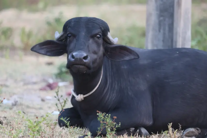  <div class='credito_fotos'>Foto: Bruno Cruz / Ag. Pará &nbsp;&nbsp;|&nbsp;&nbsp; <a href='/midias/2025/originais/20251014133237-GF00025167-F00455157.jpg' download><i class='fa-solid fa-download'></i> Download</a></div>