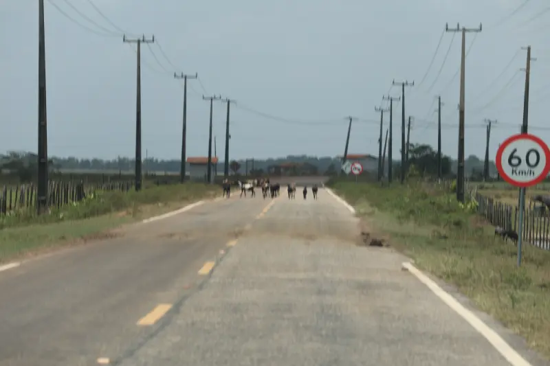  <div class='credito_fotos'>Foto: Bruno Cruz / Ag. Pará &nbsp;&nbsp;|&nbsp;&nbsp; <a href='/midias/2025/originais/20251015131356-GF00025175-F00455420.jpg' download><i class='fa-solid fa-download'></i> Download</a></div>