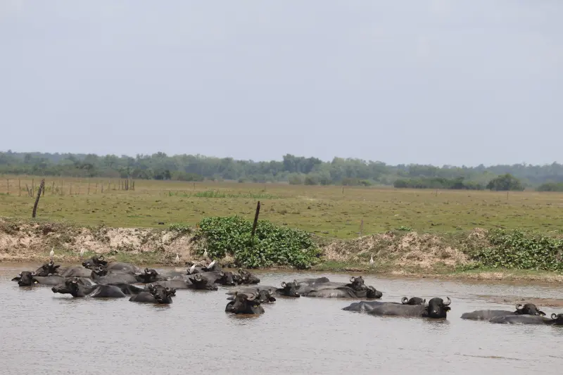  <div class='credito_fotos'>Foto: Bruno Cruz / Ag. Pará &nbsp;&nbsp;|&nbsp;&nbsp; <a href='/midias/2025/originais/20251015131400-GF00025175-F00455422.jpg' download><i class='fa-solid fa-download'></i> Download</a></div>