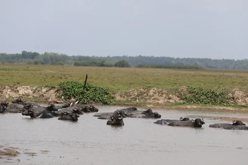  <div class='credito_fotos'>Foto: Bruno Cruz / Ag. Pará &nbsp;&nbsp;|&nbsp;&nbsp; <a href='/midias/2025/originais/20251015131402-GF00025175-F00455423.jpg' download><i class='fa-solid fa-download'></i> Download</a></div>