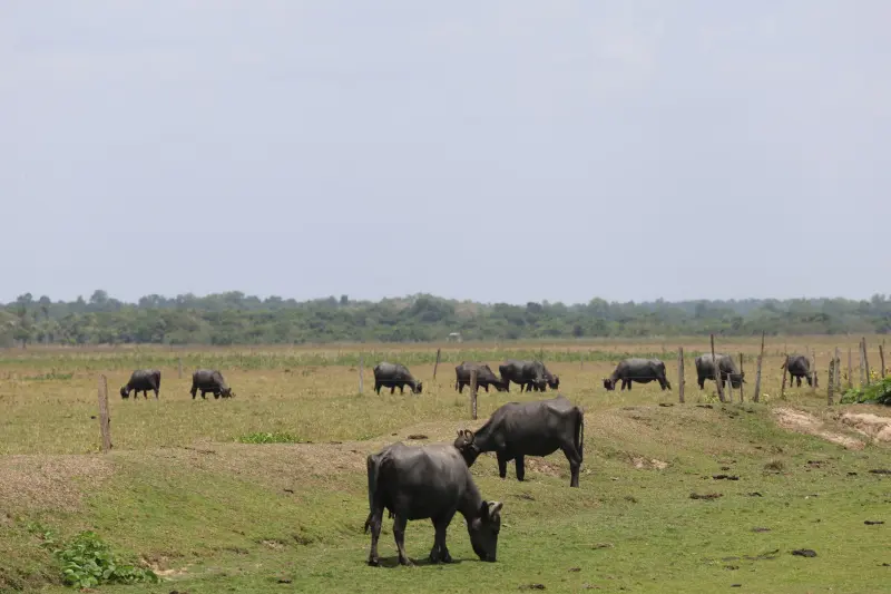  <div class='credito_fotos'>Foto: Bruno Cruz / Ag. Pará &nbsp;&nbsp;|&nbsp;&nbsp; <a href='/midias/2025/originais/20251015131406-GF00025175-F00455425.jpg' download><i class='fa-solid fa-download'></i> Download</a></div>