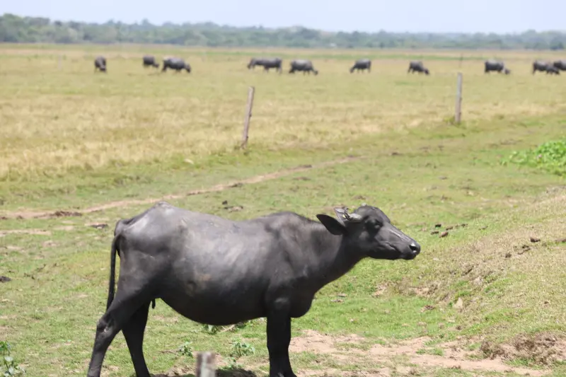  <div class='credito_fotos'>Foto: Bruno Cruz / Ag. Pará &nbsp;&nbsp;|&nbsp;&nbsp; <a href='/midias/2025/originais/20251015131408-GF00025175-F00455426.jpg' download><i class='fa-solid fa-download'></i> Download</a></div>