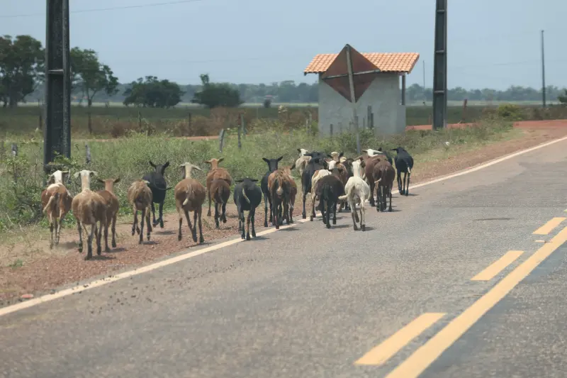  <div class='credito_fotos'>Foto: Bruno Cruz / Ag. Pará &nbsp;&nbsp;|&nbsp;&nbsp; <a href='/midias/2025/originais/20251015131411-GF00025175-F00455427.jpg' download><i class='fa-solid fa-download'></i> Download</a></div>