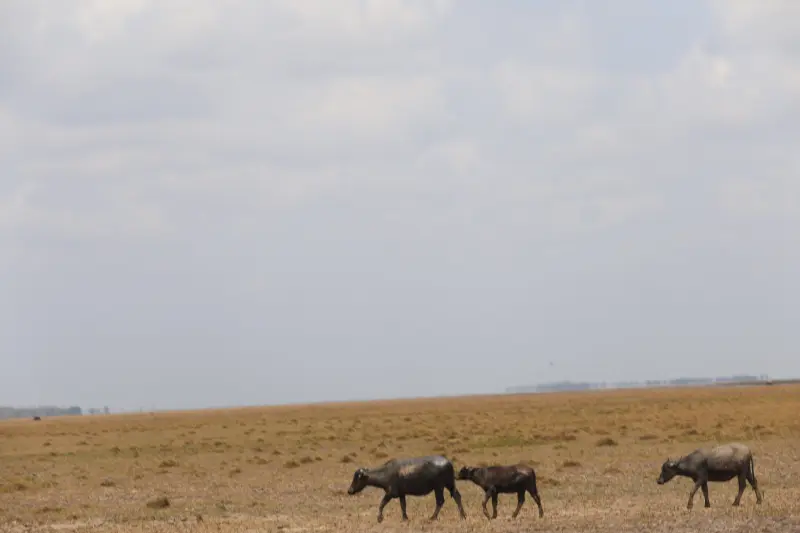  <div class='credito_fotos'>Foto: Bruno Cruz / Ag. Pará &nbsp;&nbsp;|&nbsp;&nbsp; <a href='/midias/2025/originais/20251015131414-GF00025175-F00455429.jpg' download><i class='fa-solid fa-download'></i> Download</a></div>