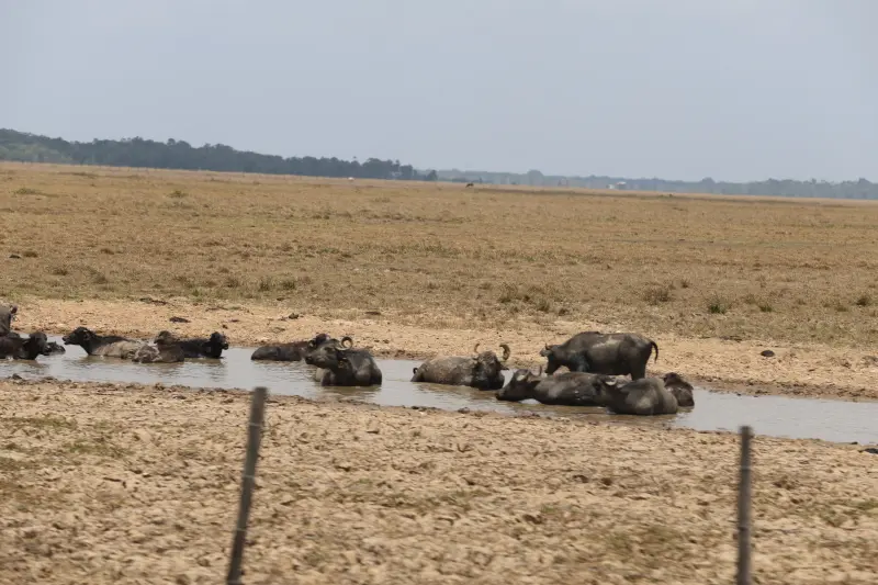  <div class='credito_fotos'>Foto: Bruno Cruz / Ag. Pará &nbsp;&nbsp;|&nbsp;&nbsp; <a href='/midias/2025/originais/20251015131417-GF00025175-F00455430.jpg' download><i class='fa-solid fa-download'></i> Download</a></div>