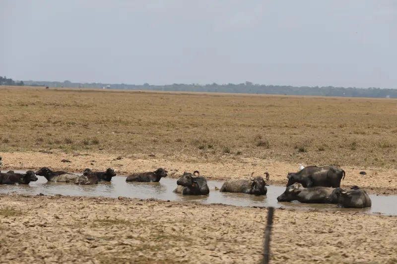  <div class='credito_fotos'>Foto: Bruno Cruz / Ag. Pará &nbsp;&nbsp;|&nbsp;&nbsp; <a href='/midias/2025/originais/20251015131419-GF00025175-F00455431.jpg' download><i class='fa-solid fa-download'></i> Download</a></div>