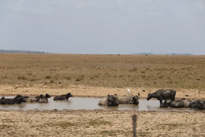  <div class='credito_fotos'>Foto: Bruno Cruz / Ag. Pará &nbsp;&nbsp;|&nbsp;&nbsp; <a href='/midias/2025/originais/20251015131420-GF00025175-F00455432.jpg' download><i class='fa-solid fa-download'></i> Download</a></div>