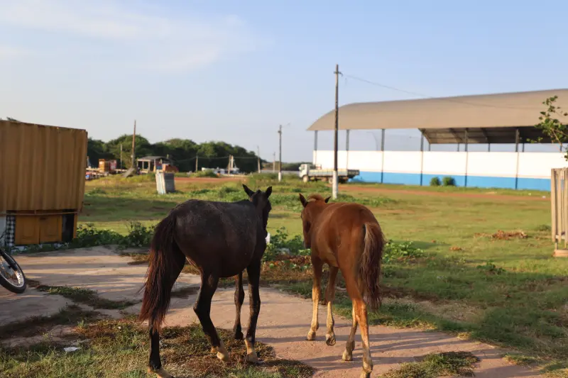  <div class='credito_fotos'>Foto: Bruno Cruz / Ag. Pará &nbsp;&nbsp;|&nbsp;&nbsp; <a href='/midias/2025/originais/20251015131548-GF00025175-F00455453.jpg' download><i class='fa-solid fa-download'></i> Download</a></div>