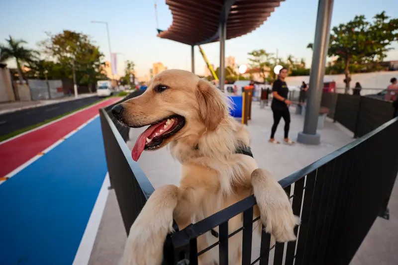  <div class='credito_fotos'>Foto: Bruno Cecim / Ag.Pará &nbsp;&nbsp;|&nbsp;&nbsp; <a href='/midias/2025/originais/20251103195357-GF00025370-F00462501.jpg' download><i class='fa-solid fa-download'></i> Download</a></div>