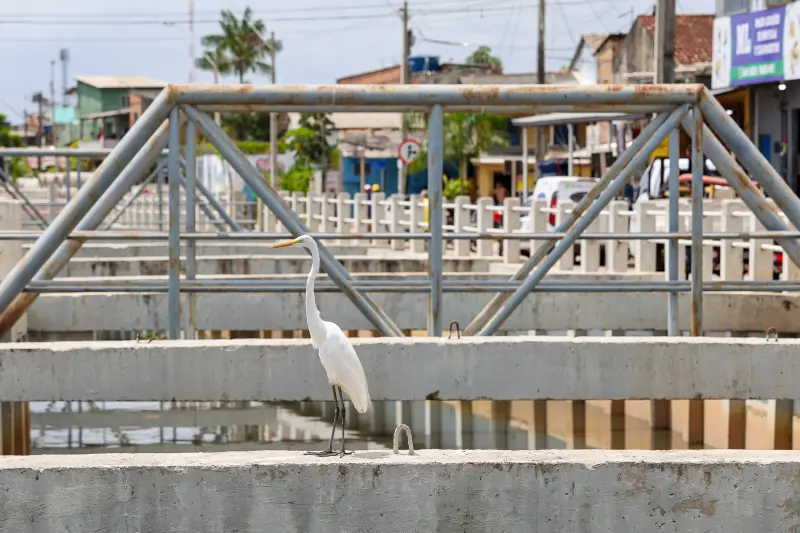  <div class='credito_fotos'>Foto: Bruno Cruz / Ag. Pará &nbsp;&nbsp;|&nbsp;&nbsp; <a href='/midias/2025/originais/20251105114601-GF00025384-F00463175.jpg' download><i class='fa-solid fa-download'></i> Download</a></div>