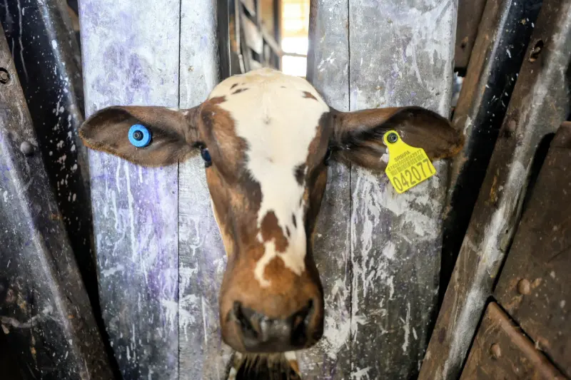 "Brincos" de identificação individual animal - SRBIPA