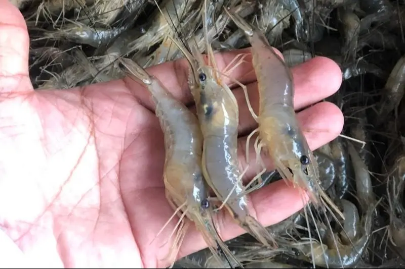 notícia: Governo do Pará firma primeiro Acordo de Pesca Intermunicipal do Camarão, no Marajó 