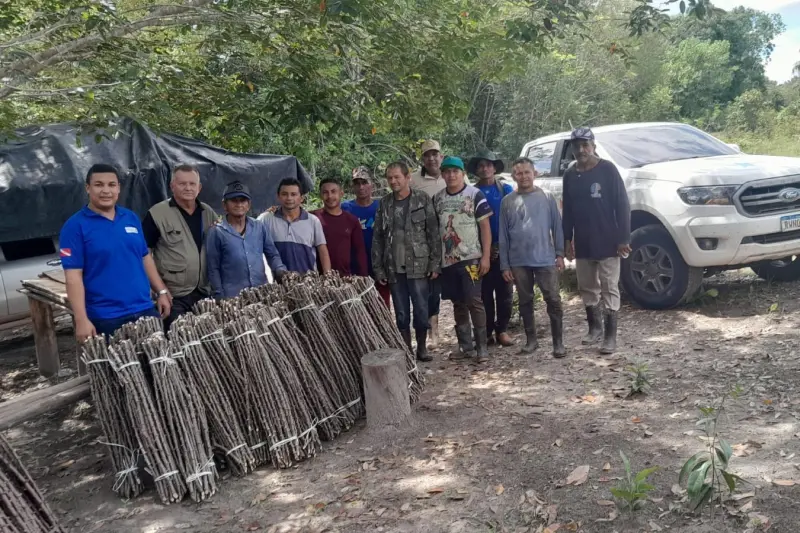 notícia: Sedap repassa 30 mil hastes de semente-maniva aos municípios de Tracuateua e Moju