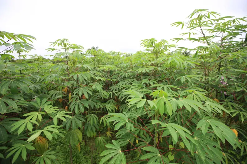 notícia: Adepará define ações para prevenir 'Vassoura-de-Bruxa da Mandioca' no Pará