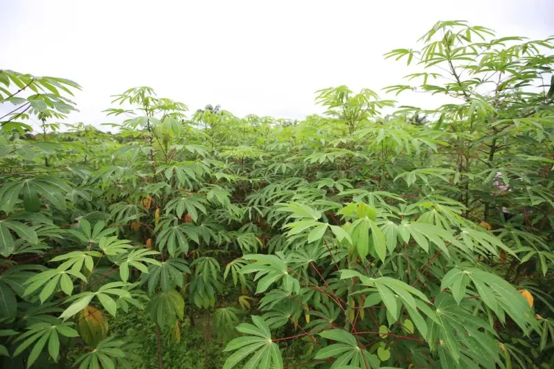 notícia: ADEPARÁ mantém medidas preventivas para impedir introdução da 'vassoura de bruxa' na mandioca